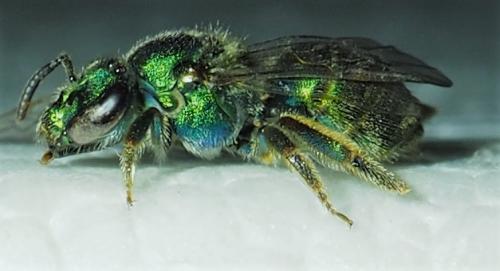 Réf. 243 941 : Augochlorini inconnu